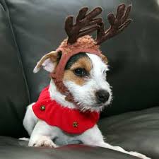 Looking up at his master, patiently waiting for his favourite red ball to be thrown, this adorable jack russell garden ornament will appeal to all dog lovers. Jack Russell Terrier Jrtca Caption Contest Results For 2012