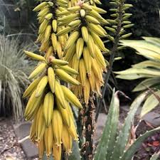 Durable plastic foliage and trees make ideal outdoor decorations, while more delicate foam or silk flowers are perfect for a small bunch of flowers to either walk down the aisle or to brighten a room in a vase. Aloe Lode S Yellow At San Marcos Growers