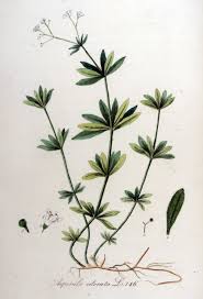 Maybe you would like to learn more about one of these? Sweet Woodruff So Much More Than A Groundcover Laidback Gardener