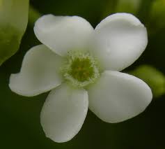 Image result for Rauvolfia nana