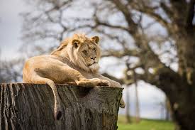Rules give him structure and allow him to control what he considers the pettier parts of his personality. African Lion Woburn Safari Park