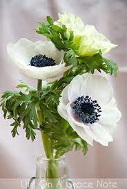 Love These Anemones With Black Centers White Anemone Anemone Flower Anemone