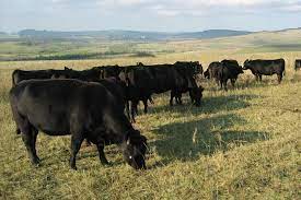 26/2000, cu modificările şi completările ulterioare, constituită prin. Arhive Grup De Vanzare Karpaten Meat Group