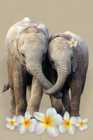 One Morning I Shot An Elephant In My Pajamas Movie 3 Elephants Elefantes Elefante Animales