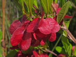 Image result for Dodonaea viscosa