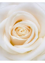 Print Of White Rose White Roses Rose Petals Beautiful Roses