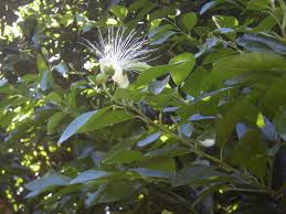 Image result for Capparis citrifolia