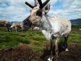 Reindeer Cairngorms National Park Scotland Cairngorms Cairngorms National Park Scottish Animals