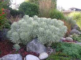 Euphorbia Tasmanian Tiger In Front Of Rose Hedge Euphorbia Patio Planters Plants