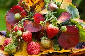 Erdbeeren richtig überwintern etwa drei jahre lang können erdbeerpflanzen im gleichen beet bleiben. Erdbeeren Uberwintern Erdbeeren Ratgeber Garten Schluter