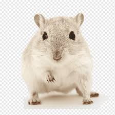 All images is transparent background and free download. Hamster Mit Weissen Federn Tiere Kreativ Kreative Kleine Tiere Png Pngwing