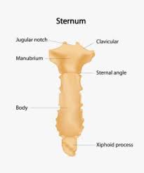 Sternum pain is usually caused by problems with the muscles and bones near the sternum and not. Why Does My Sternum Hurt Crack When I Sneeze Healthguidance