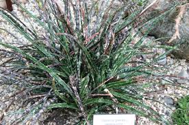 Image result for Digitaria pulchra