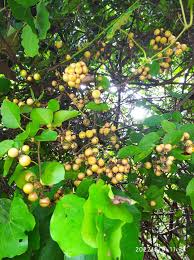Image result for Cordia sp.A.