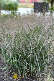 Image result for Panicum pusillum