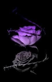 We did not find results for: When The Last Petal Falls Rose Wallpaper Purple Roses Blue Roses Wallpaper