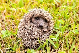 Englisch ist nur im englischen bereich oder sprachforum erlaubt. Igel Alles Uber Das Wildtier Im Tierlexikon Geolino