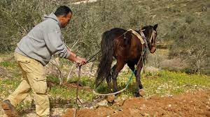 تنظيف الأرض من الحشائش وأكوام السماد العضوي. Ø¹Ø§Ù„Ø³ÙƒØ© Ø­Ø±Ø§Ø«Ø© Ø§Ù„Ø£Ø±Ø¶ ØªØªØ­Ø¯Ù‰ Ø§Ù„Ø­Ø¯Ø§Ø«Ø© ÙÙ„Ø³Ø·ÙŠÙ† Ø£Ø®Ø¨Ø§Ø± Ø§Ù„Ø¬Ø²ÙŠØ±Ø© Ù†Øª