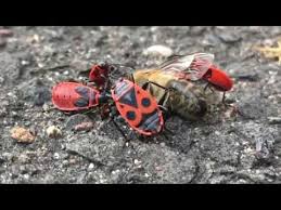 21.06.2020 ∙ mdr garten ∙ mdr fernsehen. Was Fressen Feuerwanzen Youtube