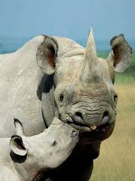 Pin By Rhino Max On El Amor H Animals Wild Cute Animals Animals Beautiful