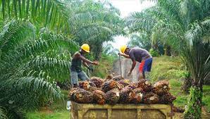 The malaysian palm oil council (mpoc) represents the interests of palm oil growers and small farmers, in malaysia. Us Malaysia Palm Oil Sanctions Worry Indonesian Firms