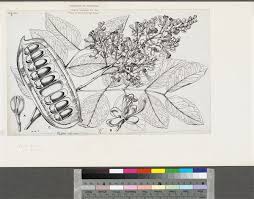 Image result for Oubanguia africana