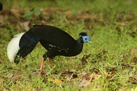 Image result for Lagenaria rufa