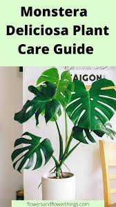 Swiss Cheese Plant Monstera Plant Care Guide Flowersandflowerthings Plant Care Houseplant Plant Care Monstera Plant Care