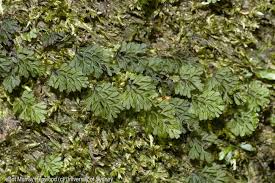 Image result for Hymenophyllum splendidum
