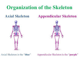 Pin On Anatomy