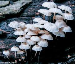 Image result for Marasmius rotula