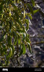 Image result for Viscum littorum