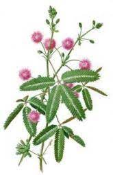 Mawar, tulip, matahari, sakura, anggrek, melati, sepatu dll. Grassi Hijau Ketahui Manfaat Tanaman Putri Malu