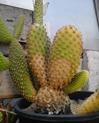 Si tienes planes de viajar fuera del territorio de guatemala, es normal que te preguntes ¿cómo saber si tengo arraigo?.la… Por Que Mi Cactus Se Esta Volviendo Amarillo Tu Huerto Urbano En Casa Planta Tu Huerto