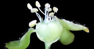 Image result for Virectaria