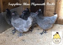 Check spelling or type a new query. I Already Posted A Picture Of This Girl But I M Just Posting This Because I Cannot Find What The Name Of Her Breed Is Can Anyone Help Chickens