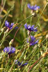 Garden Cornflower Centaurea Cyanus Idaho Fish And Game