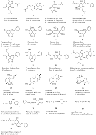 Image result for Helichrysum panduratum