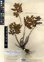 Image result for Doryopteris concolor