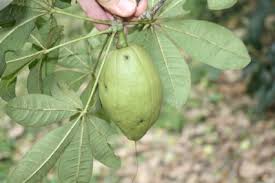 Image result for Pachira glabra