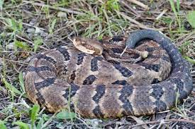 Maybe you would like to learn more about one of these? 5 Of The Most Dangerous Illinois Animals When In Your State