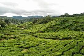 Yes, it's not perfect and you will have to close your eyes on some. Boh Tea Plantation Is A Gorgeous Spot In The Cameron Highlands