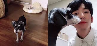 TOP PUPs Who Are More Famous Than The Idols They Live With