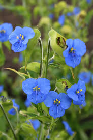 Image result for Commelina reptans