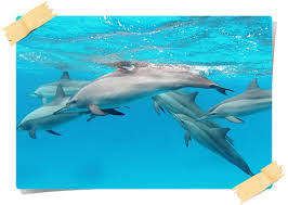 6 why do we need to save them? 101 Facts Dolphins Always Learning