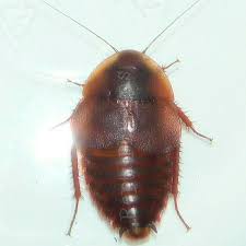 Horseflies are just as toxic as a yellow jacket when they bite, because of their saliva, but they. Horseshoe Crab Roach Repti Phibians More Facebook