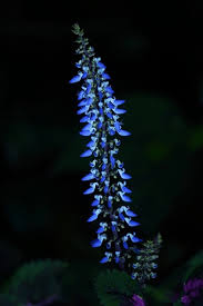 Image result for Coleus barbatus