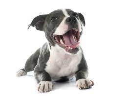 From their nutritional needs to their health issues (e.g. Top 10 Best Dog Foods For Pitbulls Dog Food Advisor