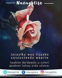 Ubax love ka sameysan oo aad umacan. Jacaylku Waa Tijaabo Jacayl Ubax Flower Xikmad Quotesomali Nacaybtire I Love Heart Quotes Love Heart