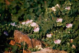 What did colin kaepernick do in the nfc championship? Kapern Pflanzen Tipps Zum Anbau Im Eigenen Garten